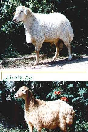عکس قوچ مغانی