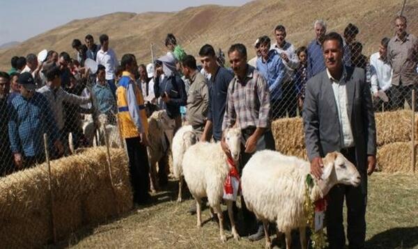 عکس قوچ مغانی