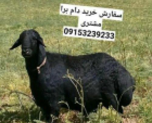 عکس قوچ هترو