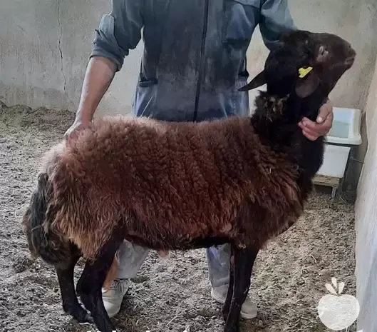 عکس قوچ هترو