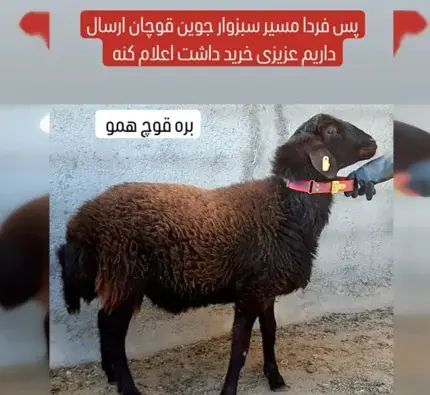 عکس قوچ هترو