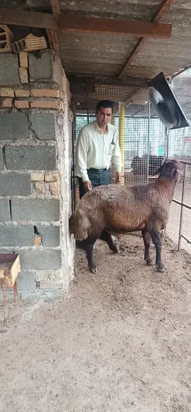 عکس قوچ هترو