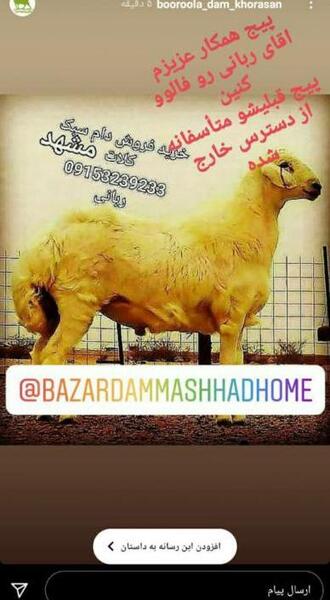 عکس قوچ هترو