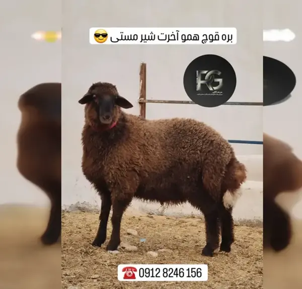عکس قوچ هترو