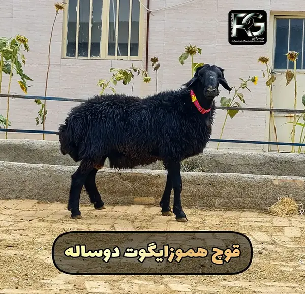 عکس قوچ هترو