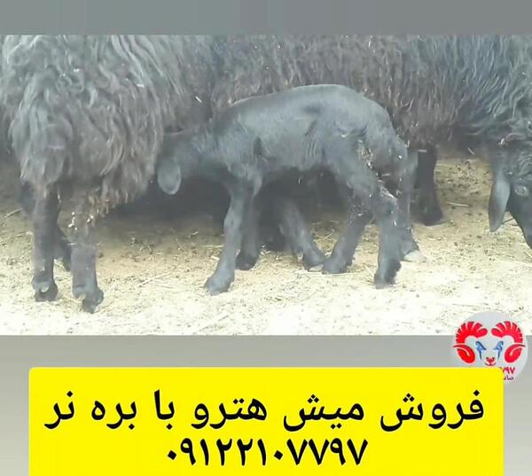 عکس قوچ هترو