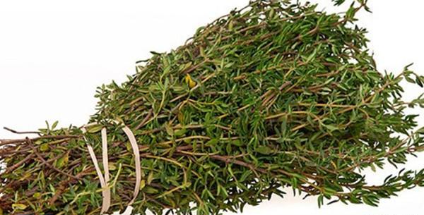 عکس قوچ اوتی
