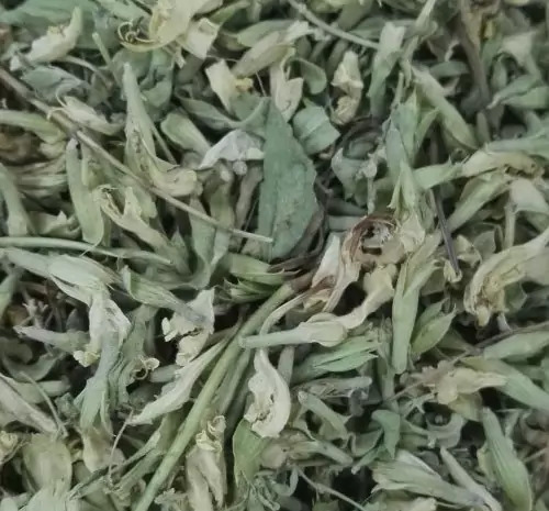 عکس قوچ اوتی