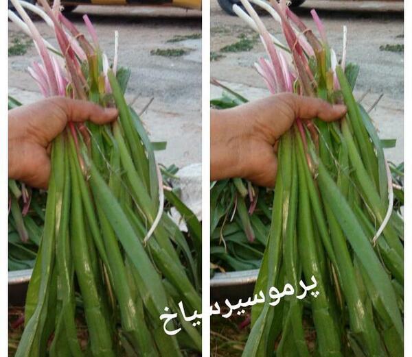 عکس قوچ اوتی