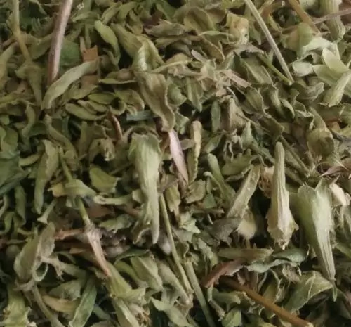 عکس قوچ اوتی