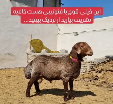 عکس قوچ اوتی