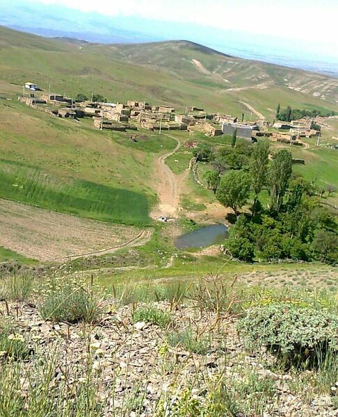 عکس قوچ اوتی