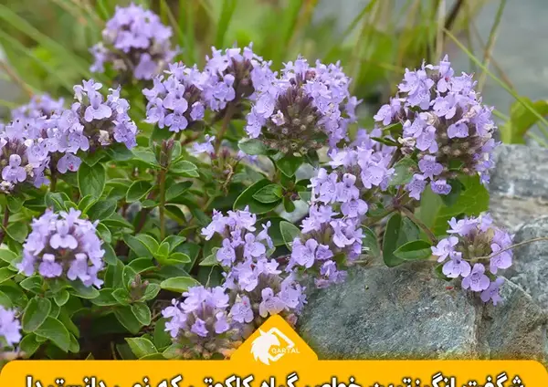 عکس قوچ اوتی