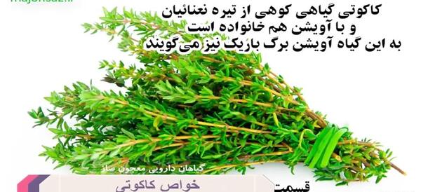 عکس قوچ اوتی