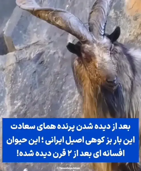 عکس قوچ کوهی ایرانی