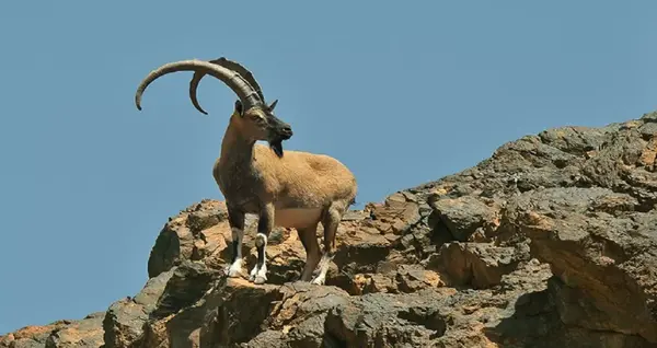 عکس قوچ کوهی شکار شده