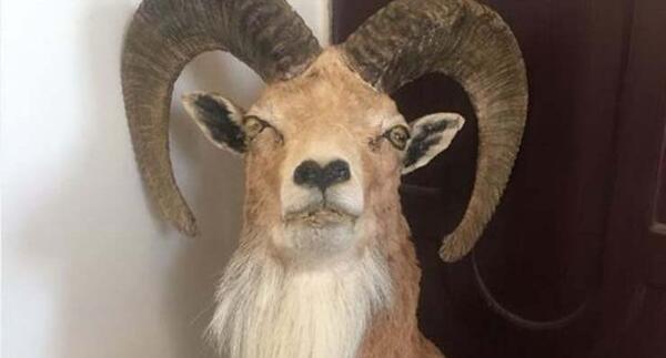 عکس قوچ کوهی شکار شده