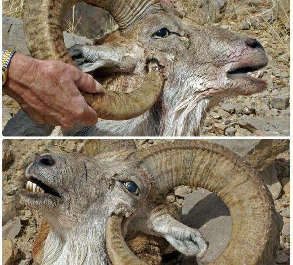 عکس قوچ کوهی شکار شده