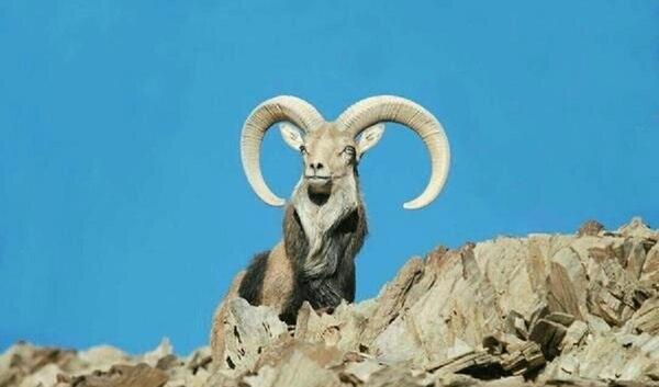 عکس قوچ کوهی شکار شده