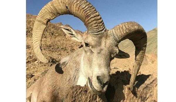 عکس قوچ کوهی شکار شده