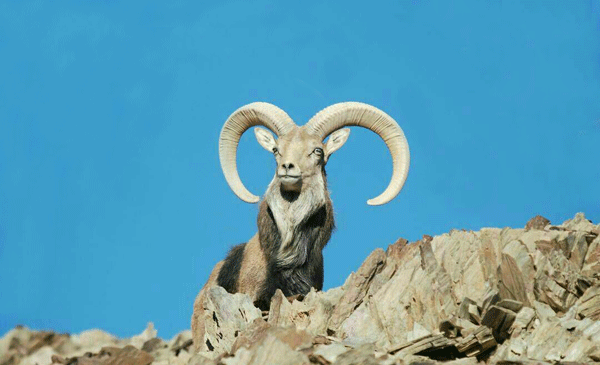 دانلود عکس قوچ کوهی
