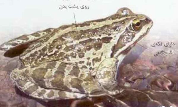 عکس پای قورباغه