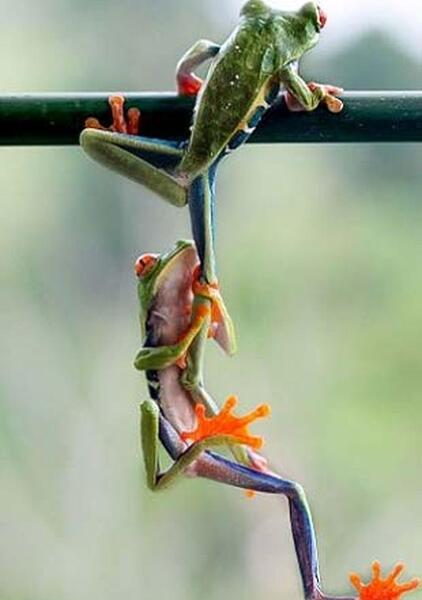 عکس پای قورباغه
