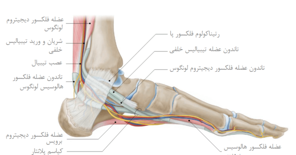 عکس قوزک پای