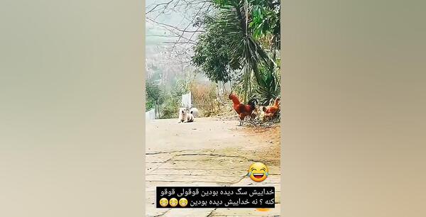عکس سگ قوقولی