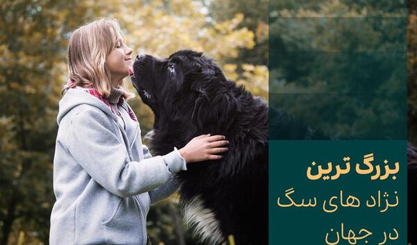عکس سگ قوی ترین سگ جهان