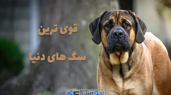 عکس سگ قوی ترین سگ جهان