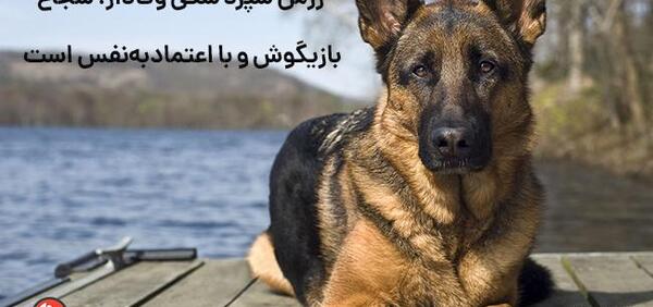 عکس سگ قوی ترین سگ جهان