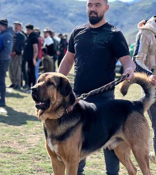 عکس سگ قوی ترین سگ جهان