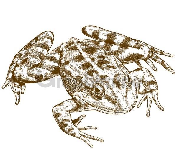 عکس طراحی قورباغه