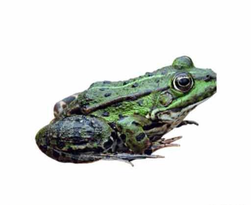 عکس طراحی قورباغه