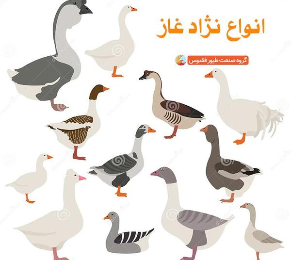 عکس قو غاز نر