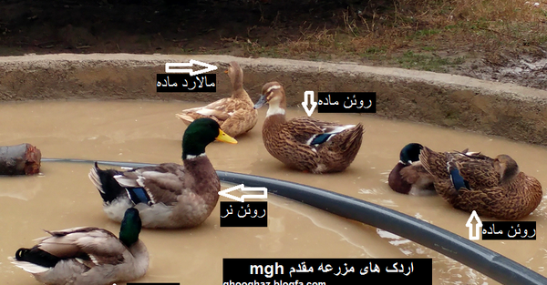 عکس قو غاز نر
