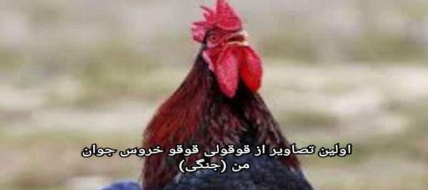 عکس قوقولی بچه