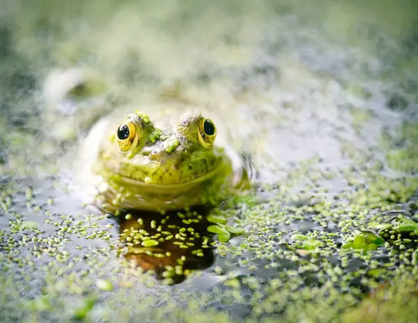 عکس یک قورباغه