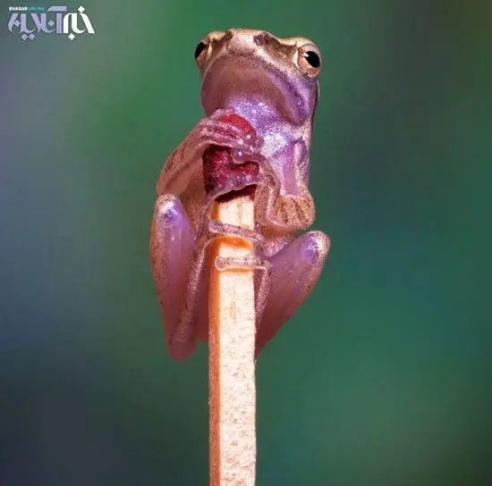 عکس یک قورباغه
