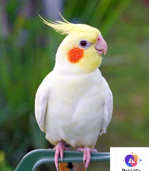 عکس عروس هلندی آلبینو ماده