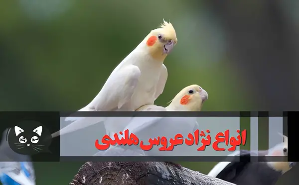 عکس عروس هلندی آلبینو ماده