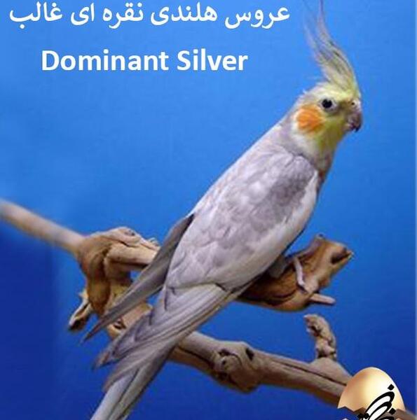 عکس جوجه عروس هلندی آلبینو
