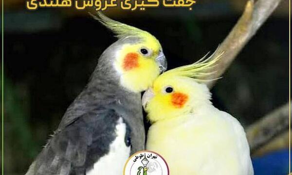 عکس جوجه عروس هلندی آلبینو
