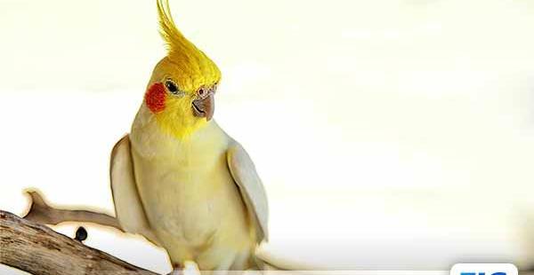 عکس جوجه عروس هلندی آلبینو