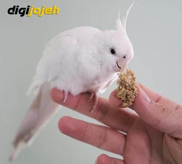 عکس جوجه عروس هلندی آلبینو