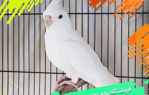 عکس از عروس هلندی آلبینو