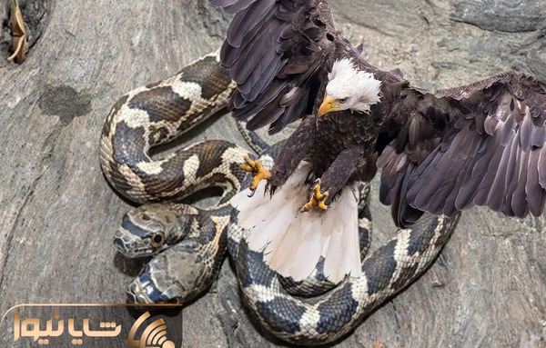 عکس عقاب مار
