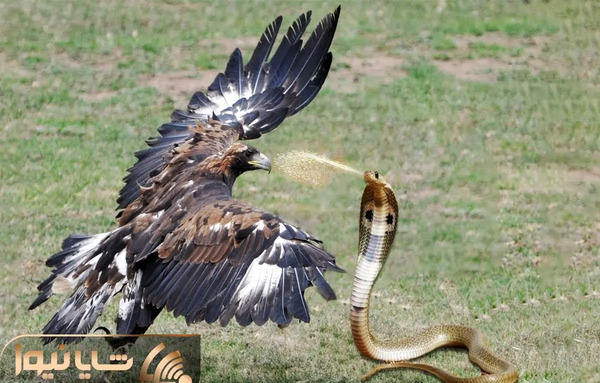 عکس عقاب مار