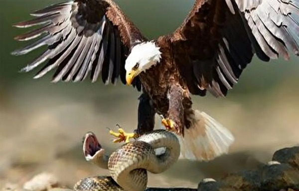 عکس عقاب ماری